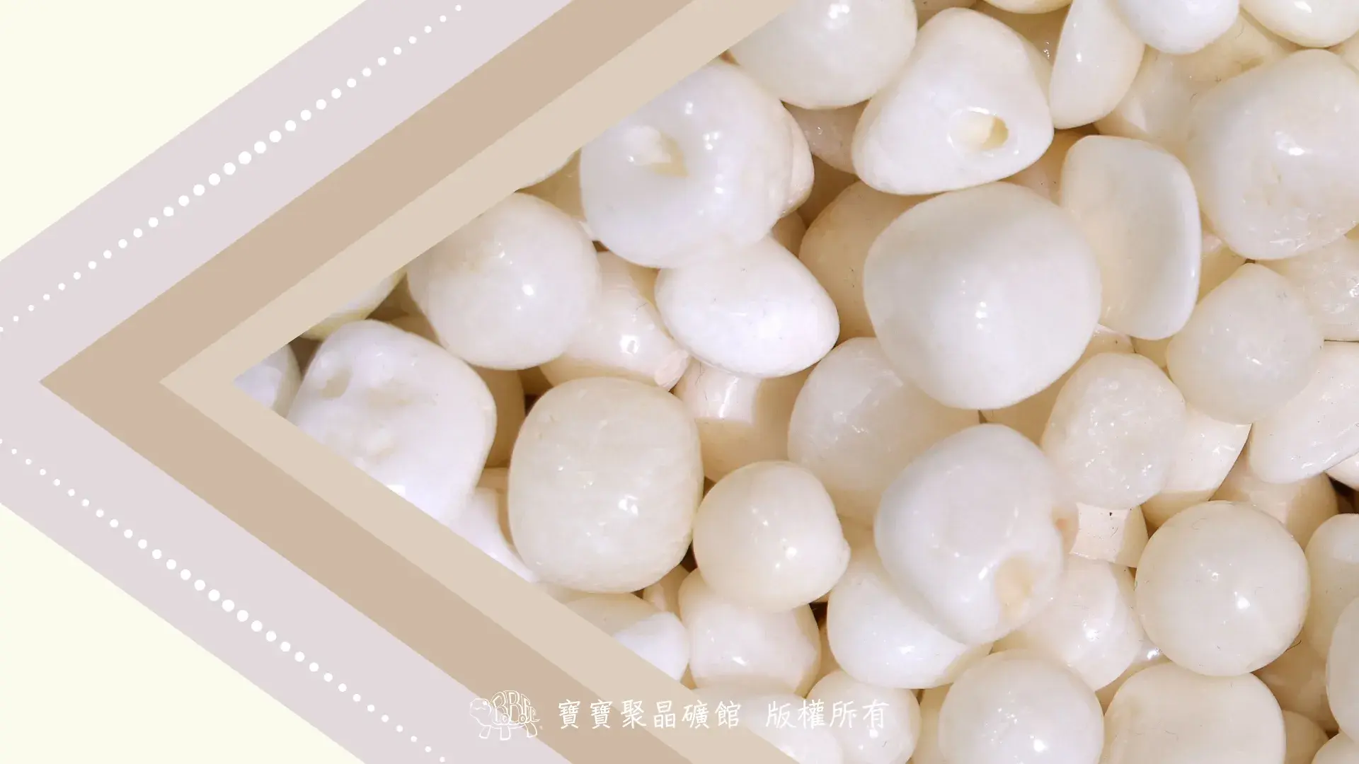 硨磲