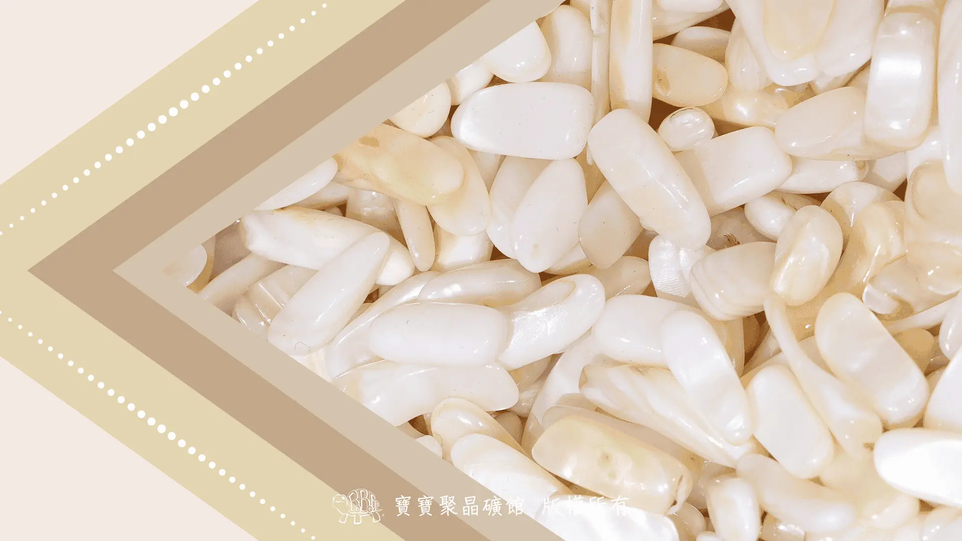 珍珠母貝