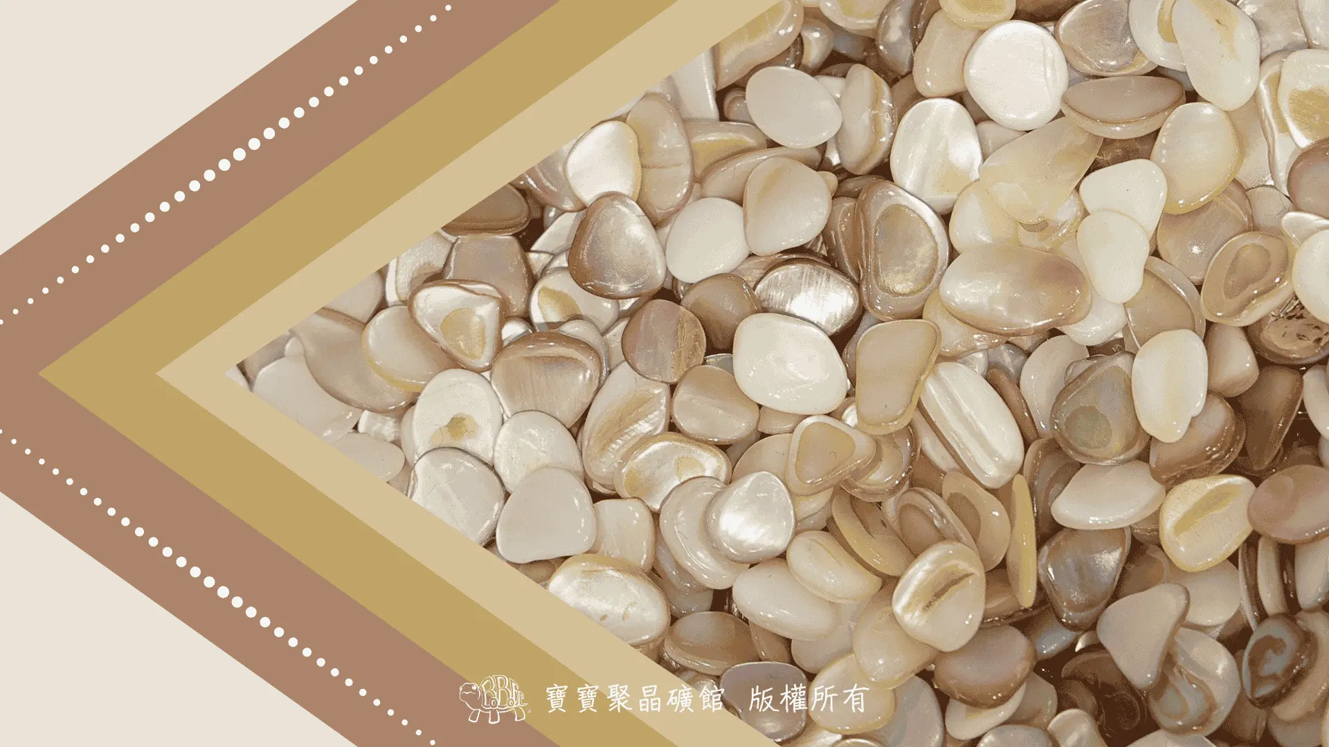 珍珠母貝